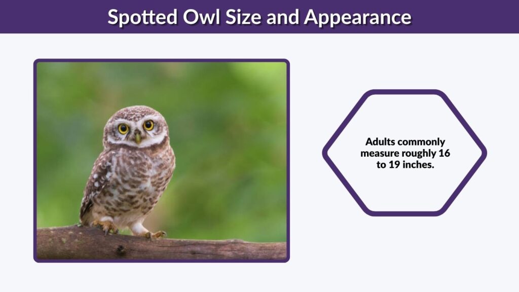 Spotted Owl Size and Appearance