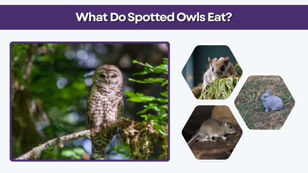 What Do Spotted Owls Eat?