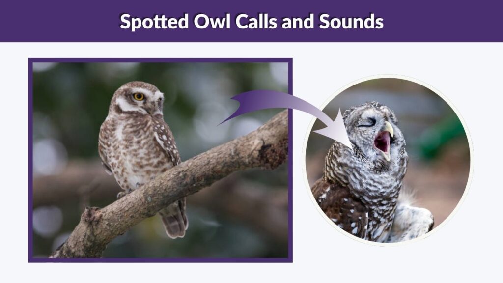 Spotted Owl Calls and Sounds