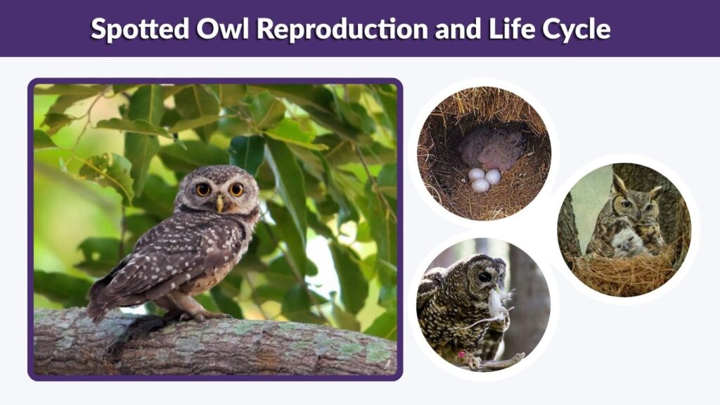 Spotted Owl Reproduction and Life Cycle