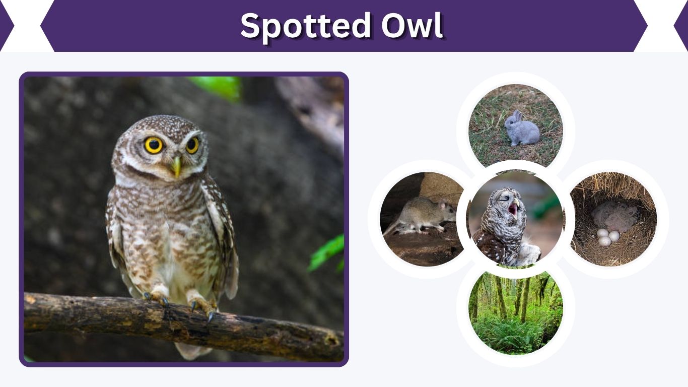 Spotted Owl: Habitat, Diet, Size, Species and Facts