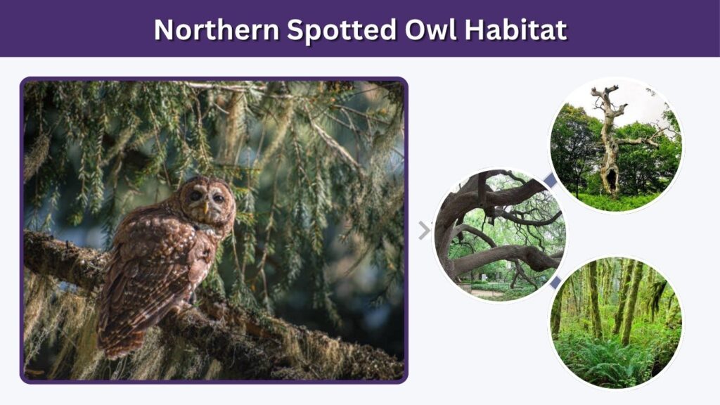 Northern Spotted Owl Habitat