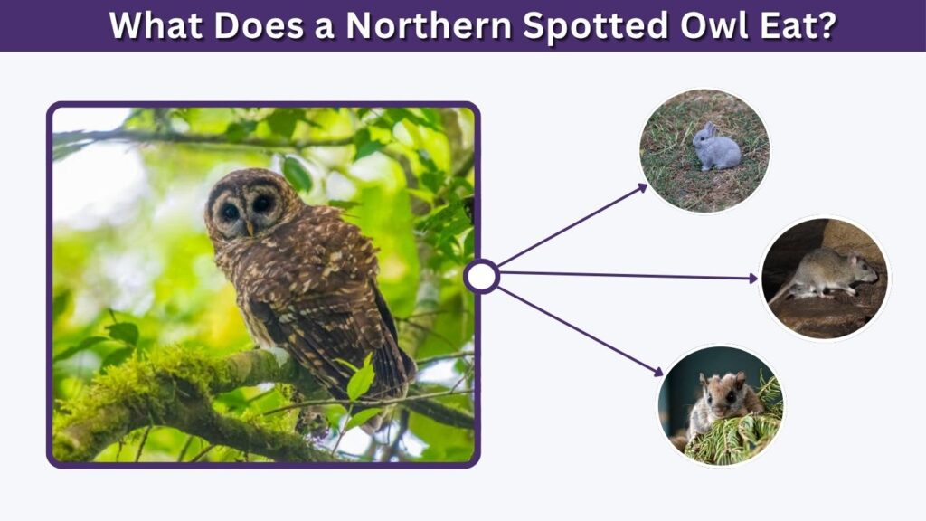 What Does a Northern Spotted Owl Eat?