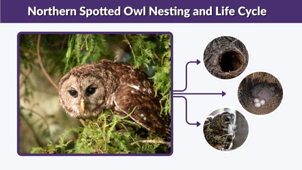 Northern Spotted Owl Nesting and Life Cycle