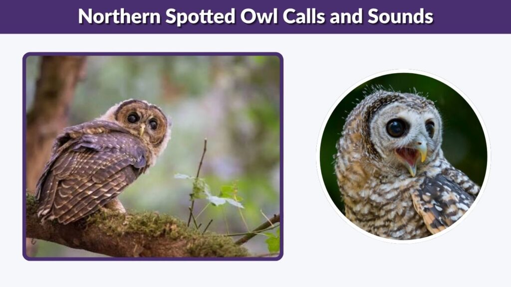 Northern Spotted Owl Calls and Sounds