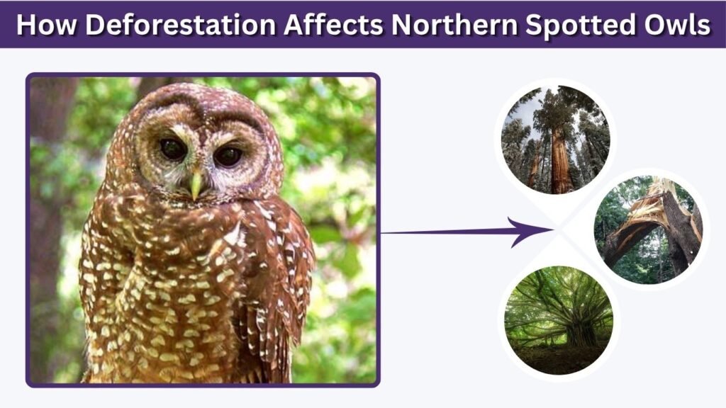 How Deforestation Affects Northern Spotted Owls