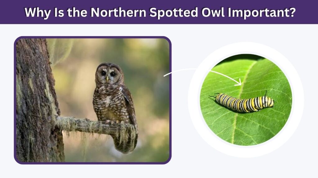 Why Is the Northern Spotted Owl Important?