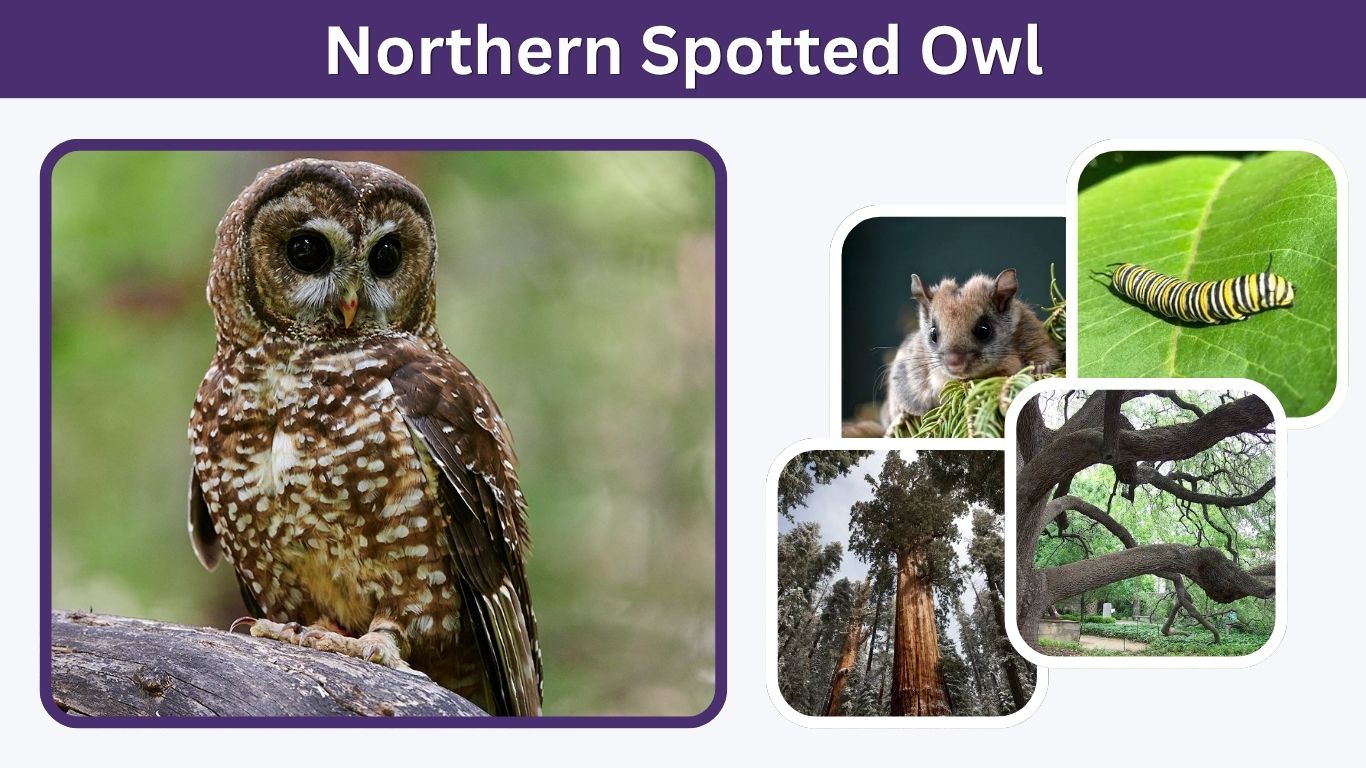 Northern Spotted Owl: Habitat, Diet, Range and Facts