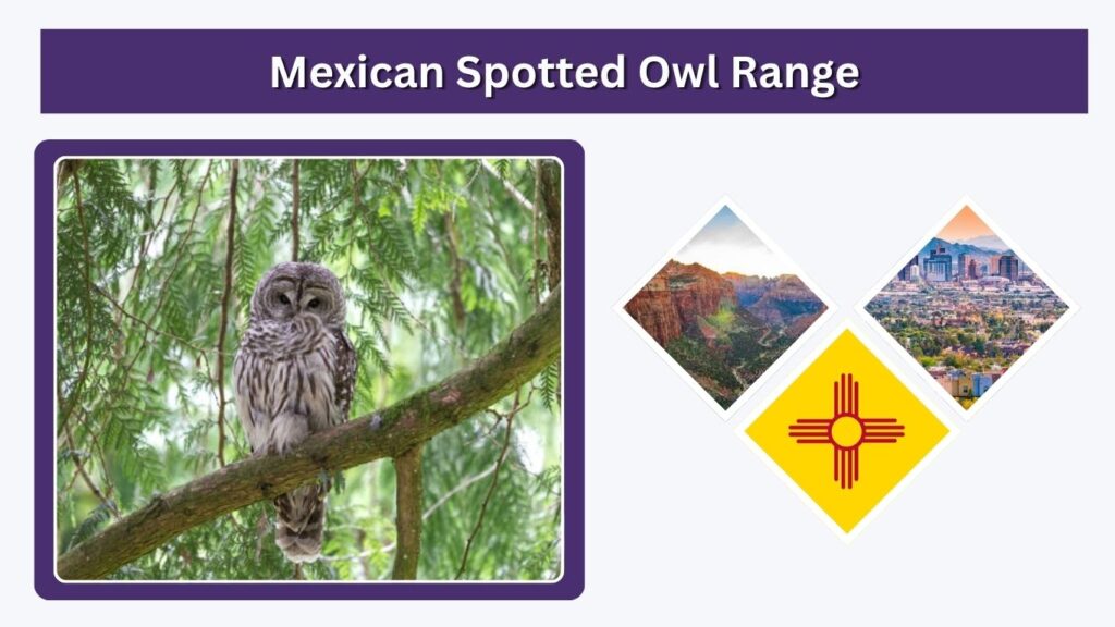 Mexican Spotted Owl Range
