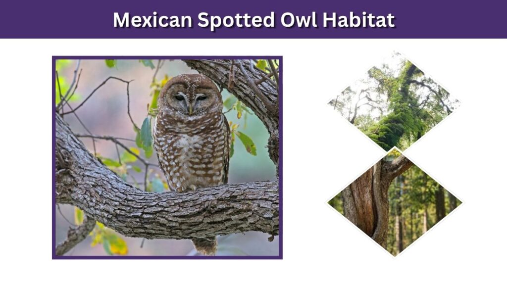 Mexican Spotted Owl Habitat