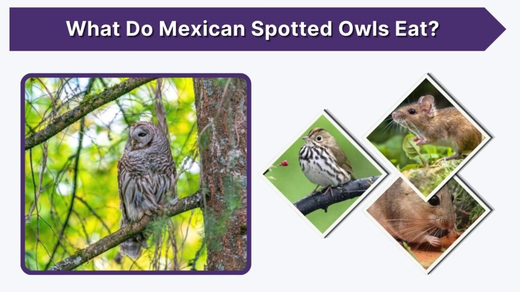 What Do Mexican Spotted Owls Eat?