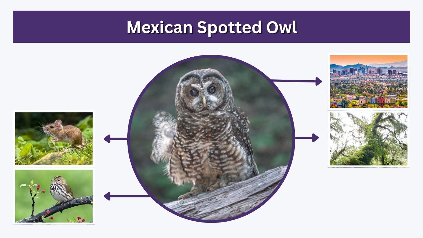 Mexican Spotted Owl: Habitat, Diet, Size, Range & Facts