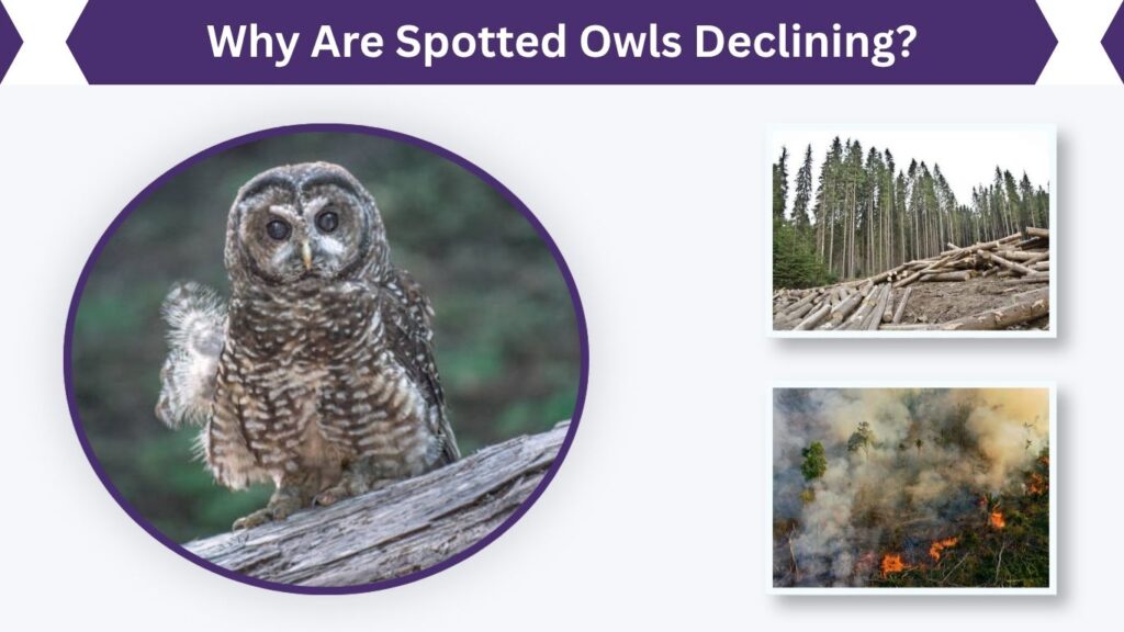 Why Are Spotted Owls Declining?