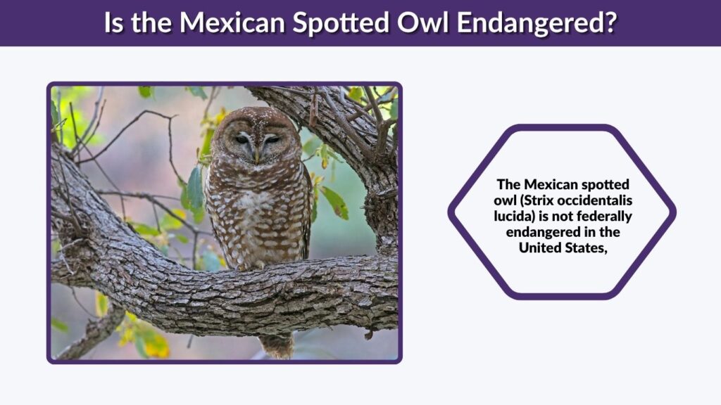 Is the Mexican Spotted Owl Endangered?