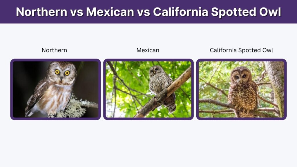 Northern vs Mexican vs California Spotted Owl