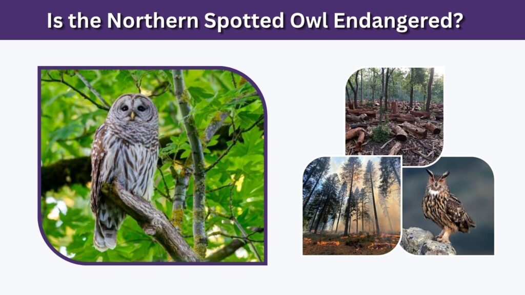 Is the Northern Spotted Owl Endangered?