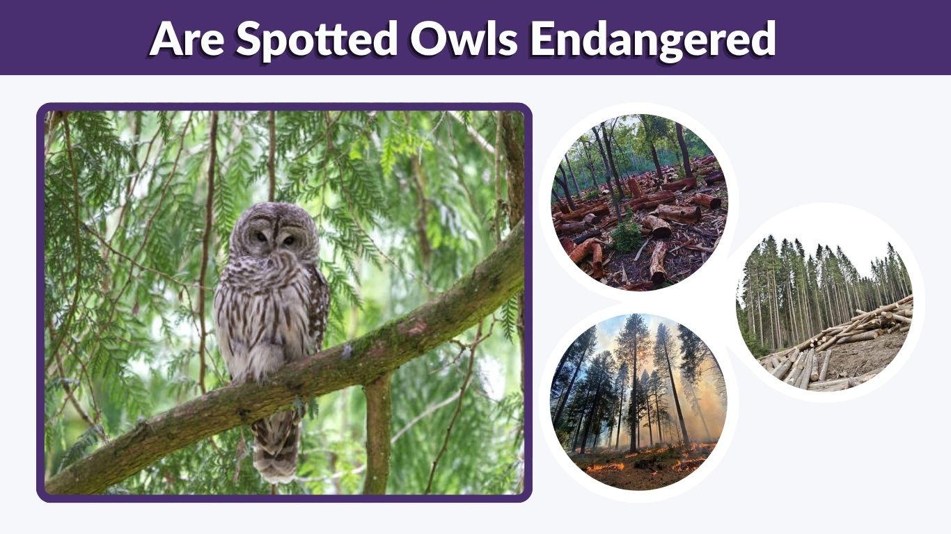 Are Spotted Owls Endangered? Status, Threats & Conservation
