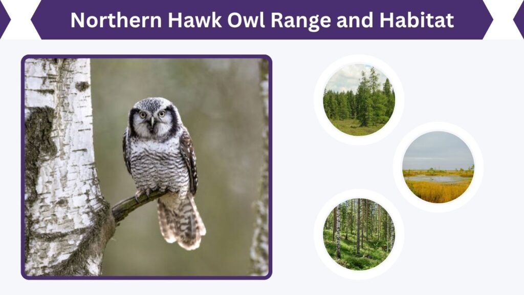 Northern Hawk Owl Range and Habitat
