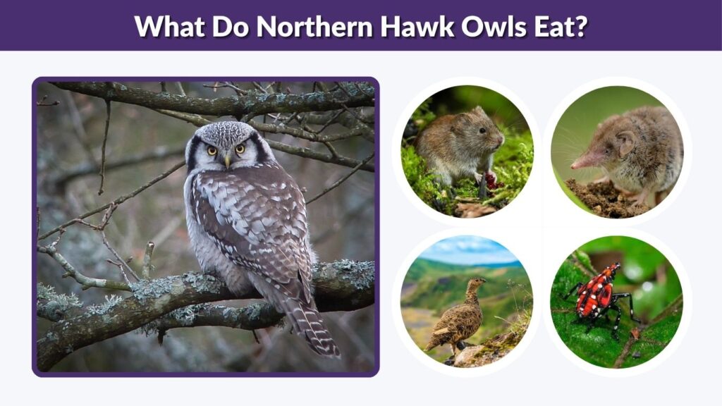 What Do Northern Hawk Owls Eat?
