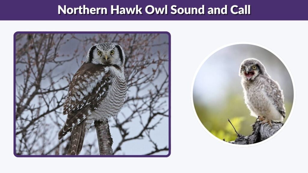 Northern Hawk Owl Sound and Call