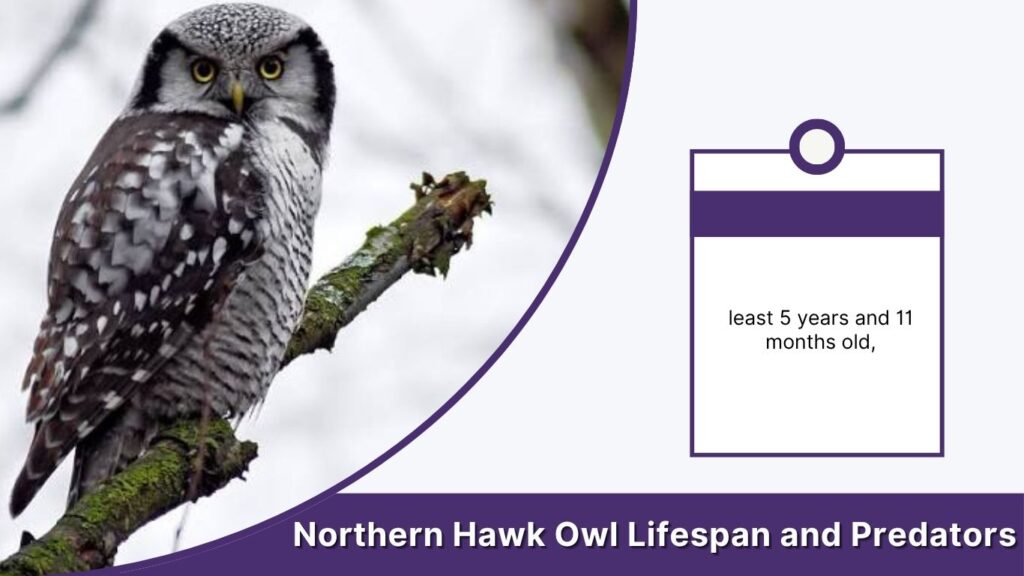 Northern Hawk Owl Lifespan and Predators