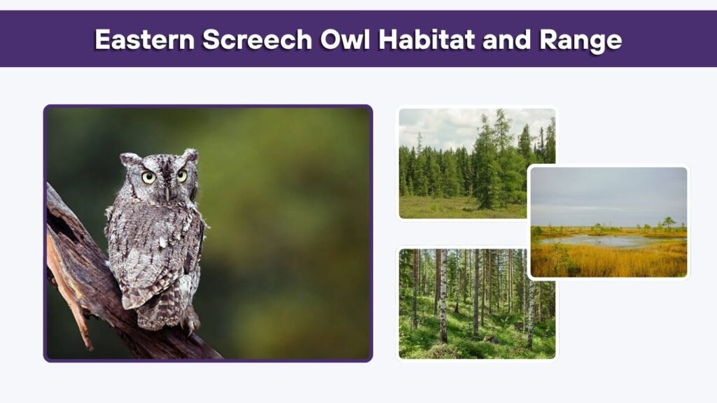 Eastern Screech Owl Habitat and Range