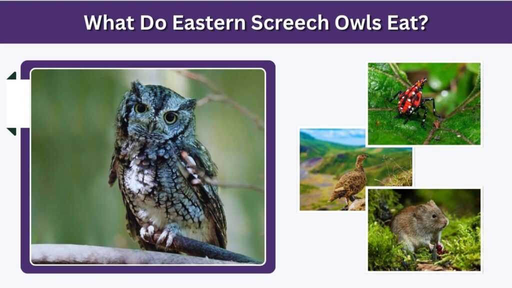 What Do Eastern Screech Owls Eat?