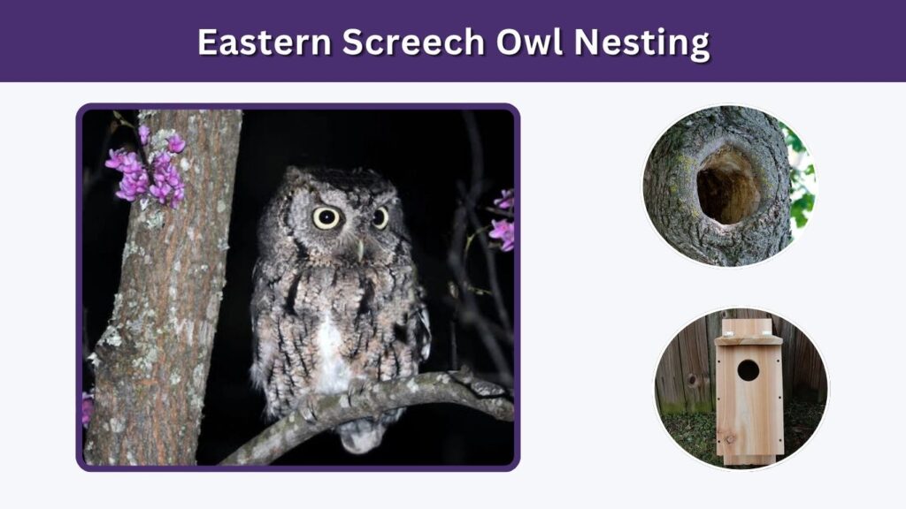 Eastern Screech Owl Nesting