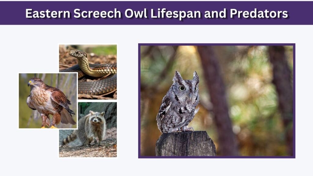 Eastern Screech Owl Lifespan and Predators