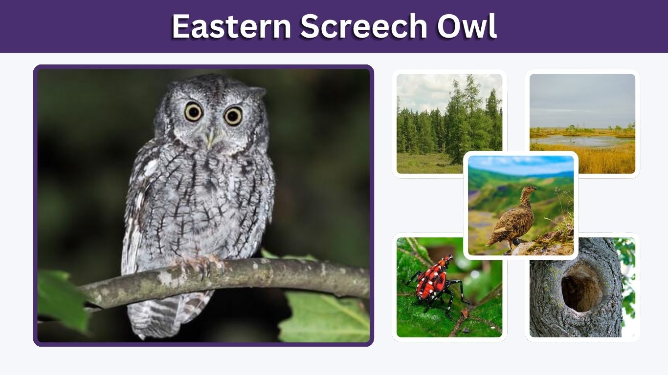 Eastern Screech Owl: Size, Sound, Diet, Habitat and Facts