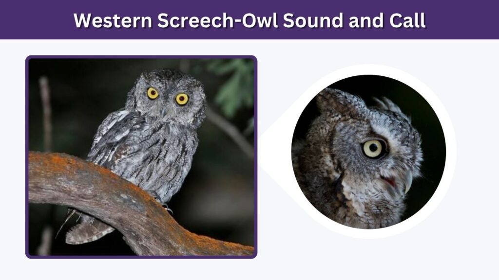 Western Screech-Owl Sound and Call