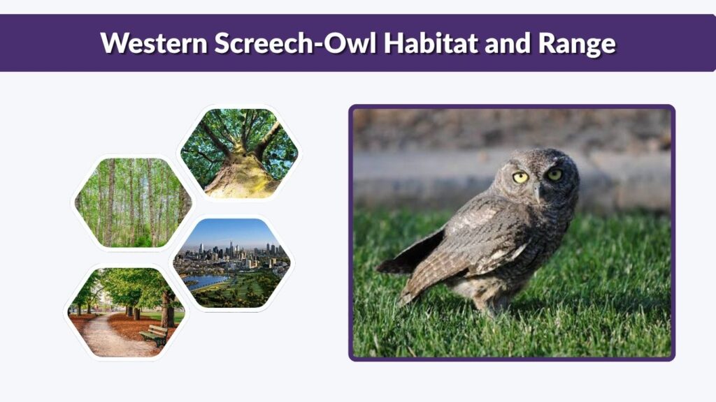 Western Screech-Owl Habitat and Range