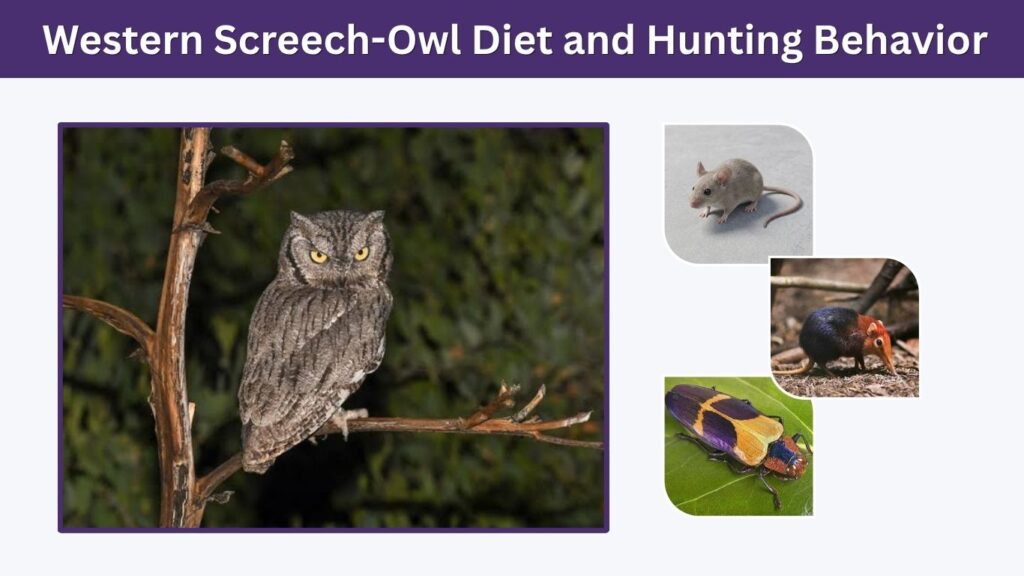 Western Screech-Owl Diet and Hunting Behavior
