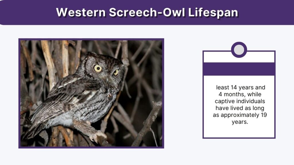 Western Screech-Owl Lifespan