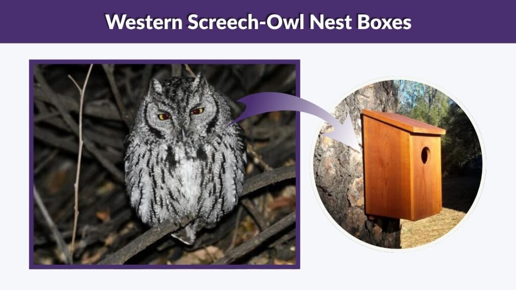 Western Screech-Owl Nest Boxes