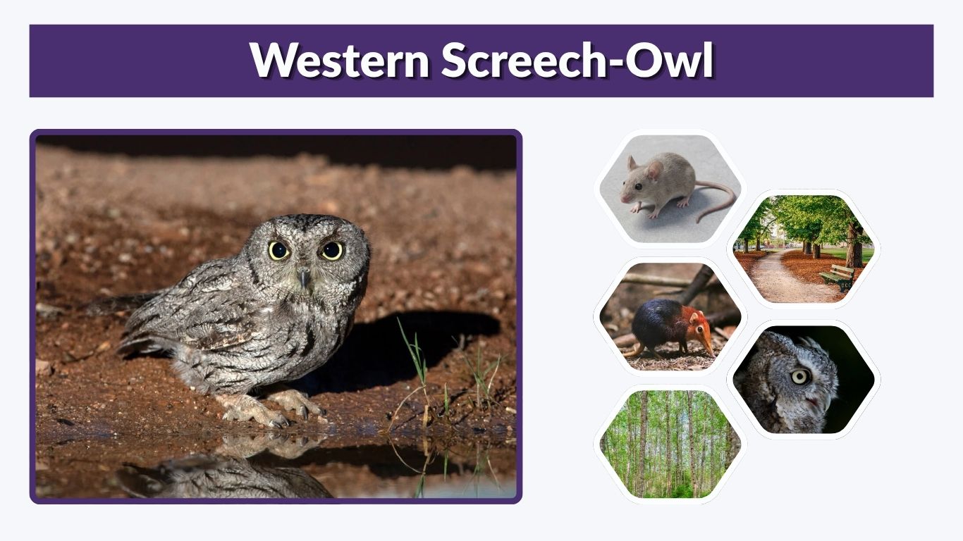 Western Screech-Owl: Sound, Size, Habitat, Diet & Facts