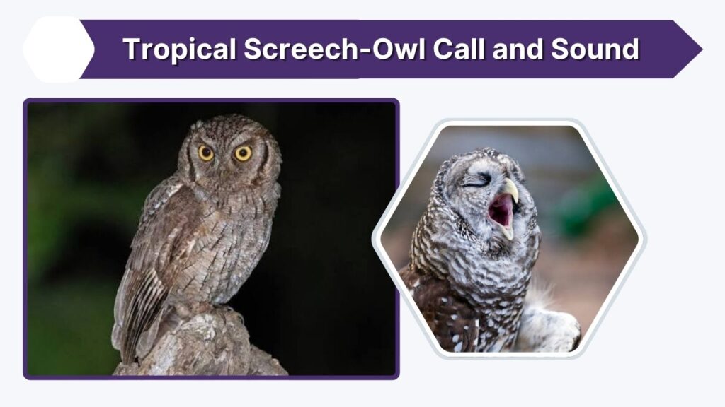Tropical Screech-Owl Call and Sound
