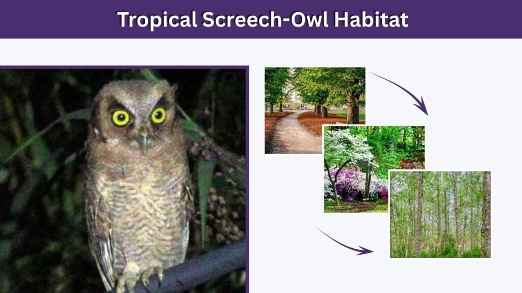 Tropical Screech-Owl Habitat