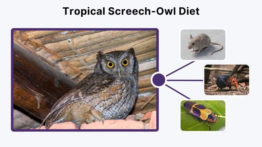 Tropical Screech-Owl Diet