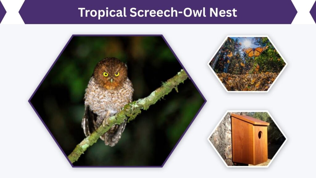 Tropical Screech-Owl Nest
