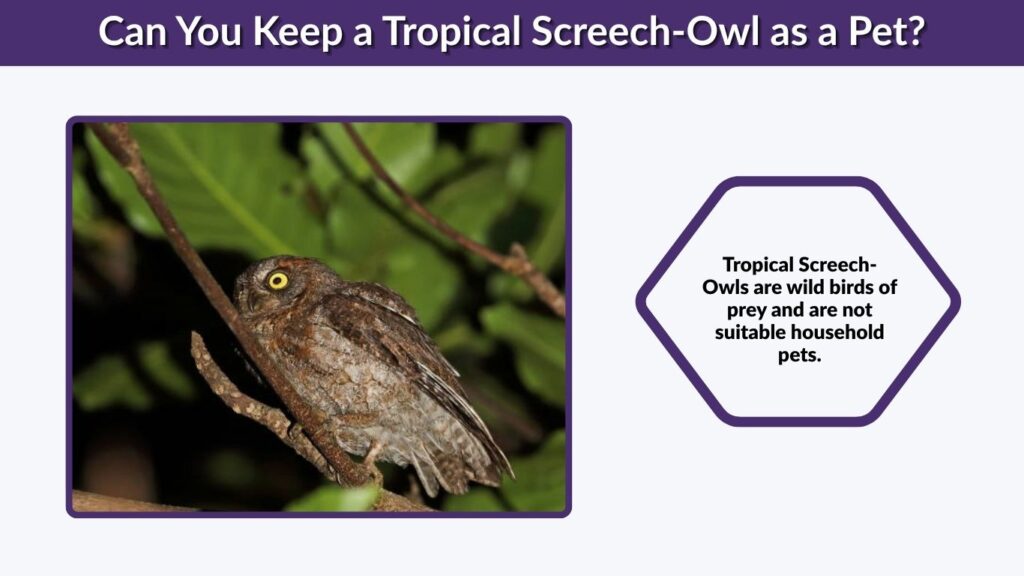 Can You Keep a Tropical Screech-Owl as a Pet?