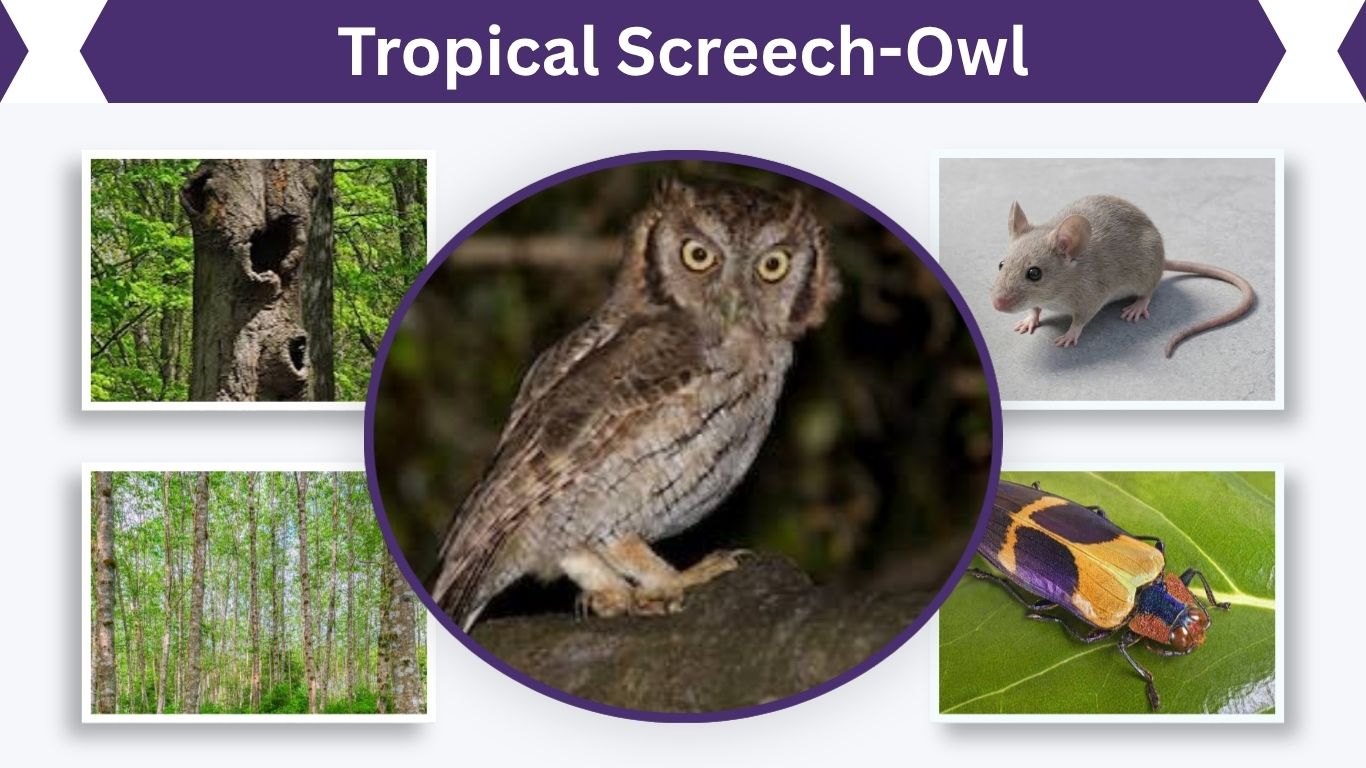 Tropical Screech-Owl: Size, Call, Habitat, Diet & Facts