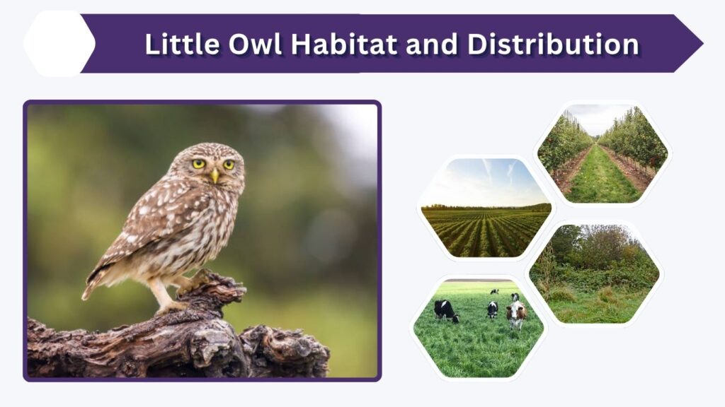 Little Owl Habitat and Distribution
