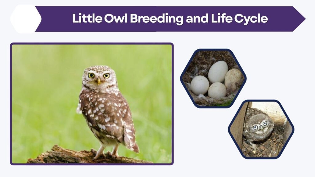 Little Owl Breeding and Life Cycle