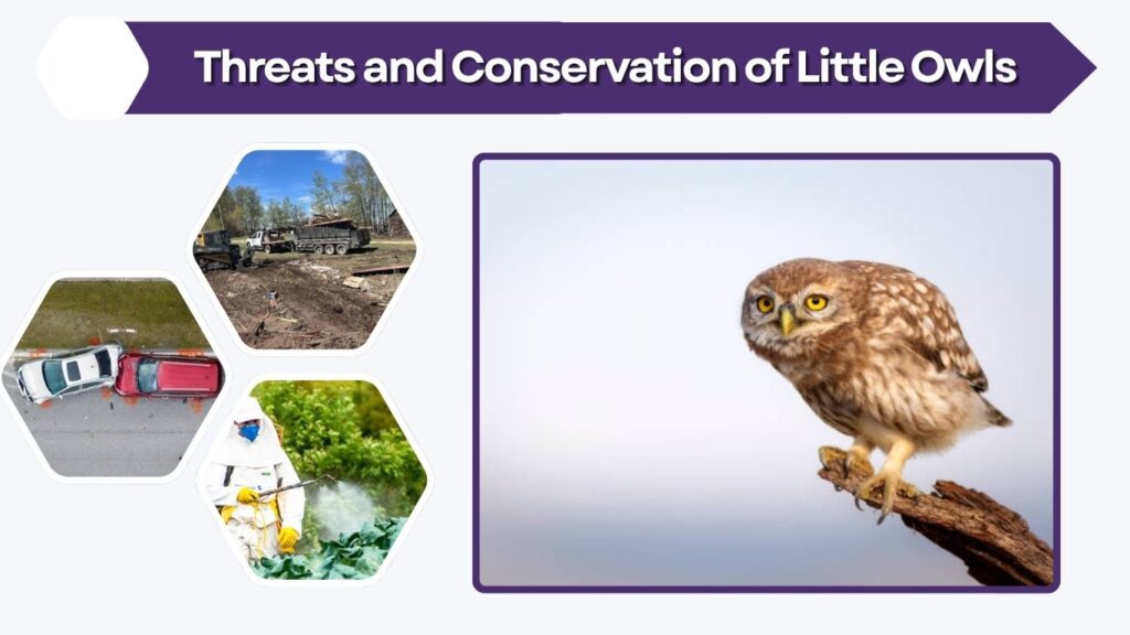 Threats and Conservation of Little Owls