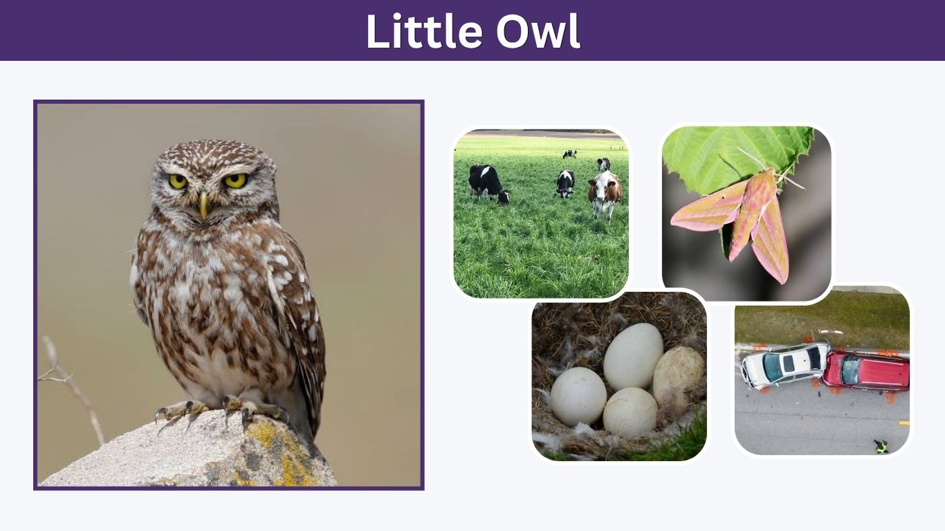 Little Owl: Identification, Habitat, Diet, Behavior & Facts