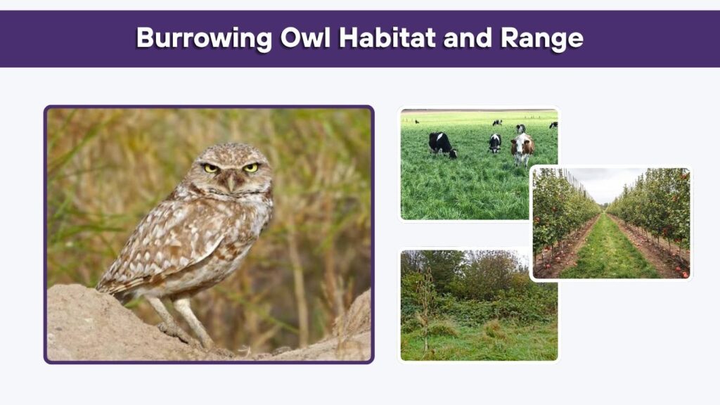Burrowing Owl Habitat and Range