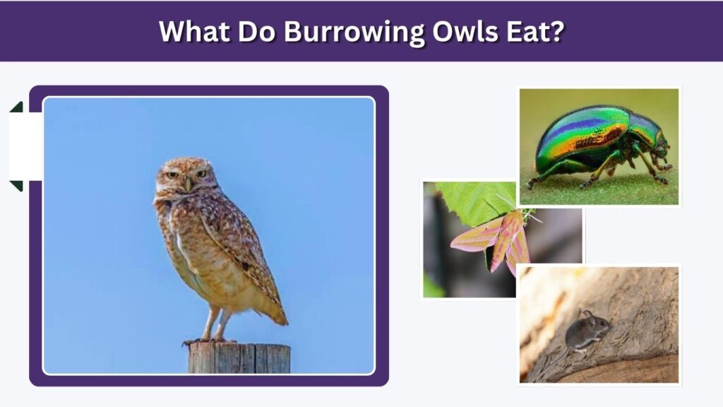 What Do Burrowing Owls Eat?