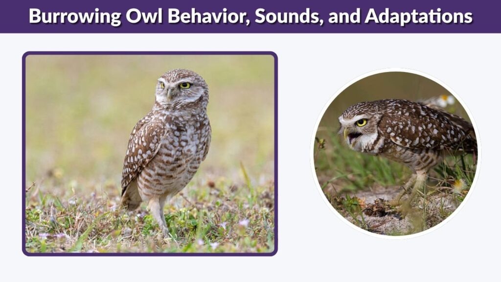 Burrowing Owl Behavior, Sounds, and Adaptations