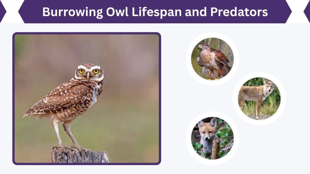 Burrowing Owl Lifespan and Predators